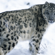 Image for article titled Study Finds Snow Leopards Lead Solitary Lifestyle Because They’re Arrogant Bastards Who Think They’re Better Than Everybody Else